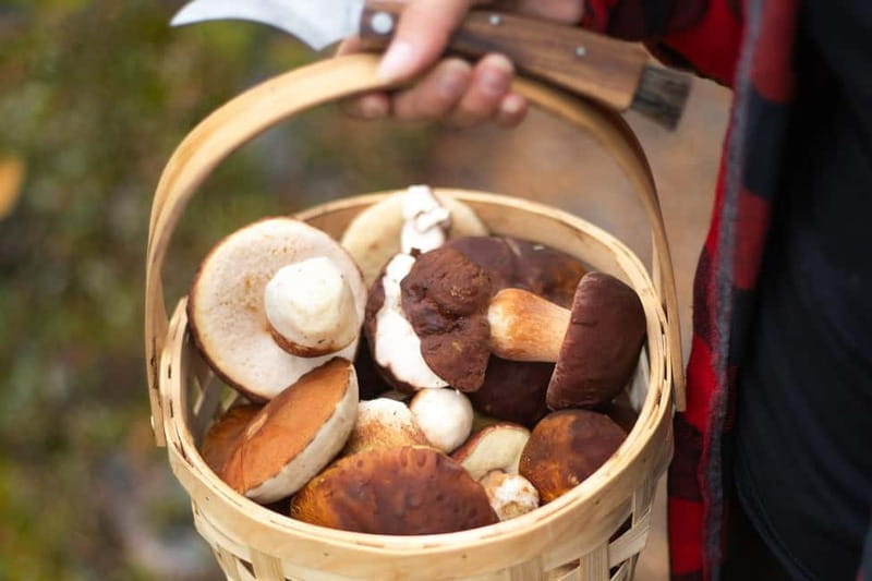 Rovaniemi: Arctic Wild Berry & Mushroom Foraging and Tasting - Logistics and Practical Details