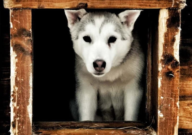 Rovaniemi: Autumn Husky Ride on Wheels - Why I Like This Experience