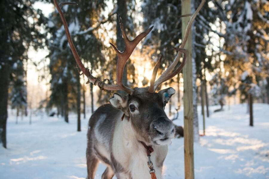 Rovaniemi: Daytime Reindeer Sleigh Ride - Entering the Arctic Wonderland: What the Tour Looks Like