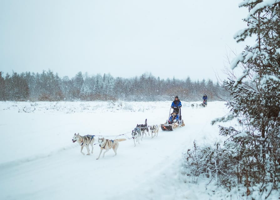 Rovaniemi: Early Winter Husky Sled Ride - Price and Logistics: Is It Worth It?