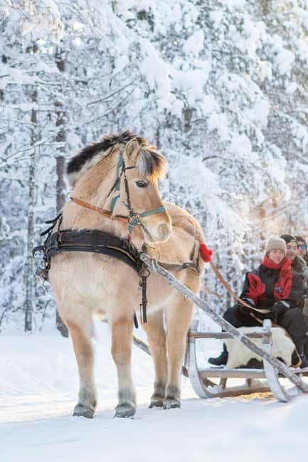 Rovaniemi: Horse Sleigh Ride under the Night Sky - What Makes This Tour Special?