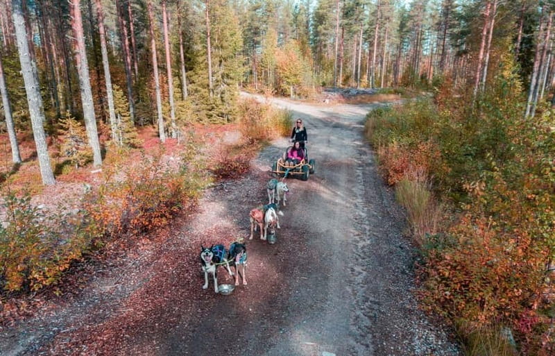 Rovaniemi: Husky Safari & Campfire BBQ  610 km SelfDrive - Key points / Takeaways