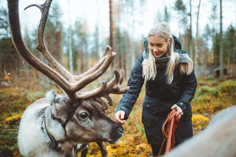 Rovaniemi: Meet and Feed Reindeer - The Value of This Experience