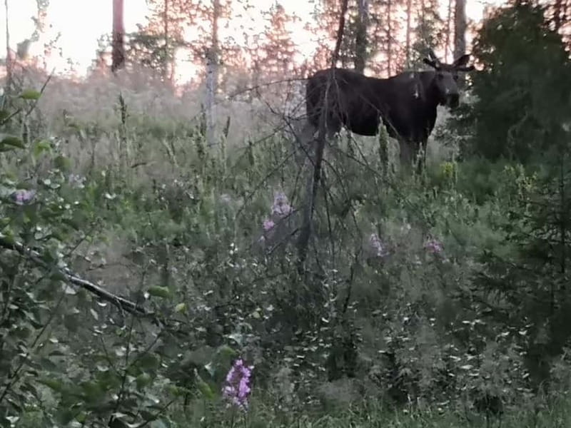 Rovaniemi: Moose Spotting Safari with good snacks - The Ultimate Guide to the Rovaniemi Moose Safari