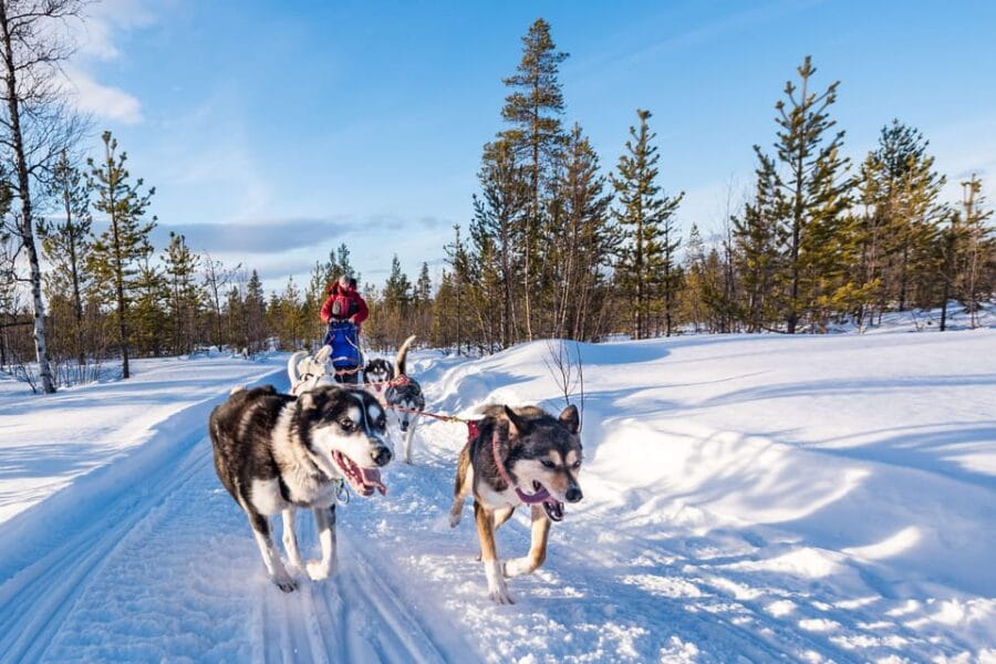 Rovaniemi: One Hour Husky Experience - Who Will Love This Experience?