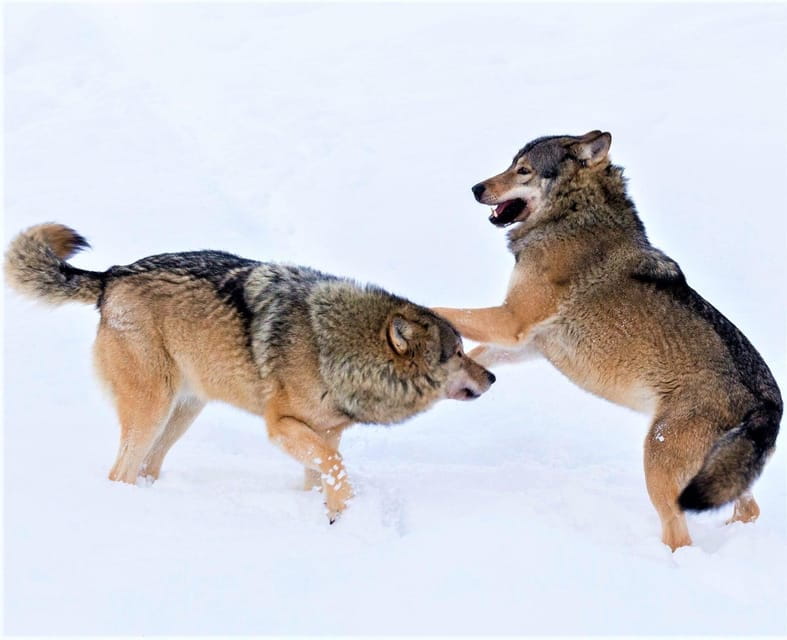 Rovaniemi: Ranua Zoo Wildlife Park Tour with hotel pickup - The Arctic Wildlife You’ll Encounter