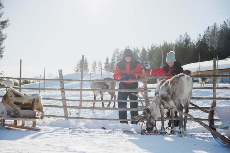 Rovaniemi: Reindeer Experience with Sleigh Ride - Why this experience is worth it