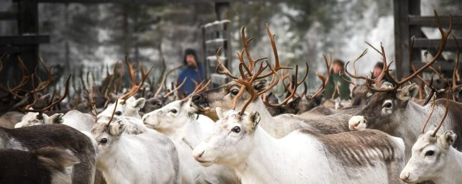 Rovaniemi: Reindeer Farm Visit and Sleigh Ride with transfer - The Reindeer Sledge Ride: Feel Like a Child Again