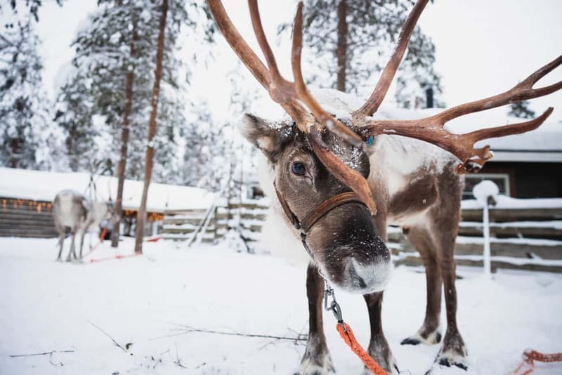 Rovaniemi: Snowmobile Tour and Reindeer Experience - The Experience: What Makes It Special