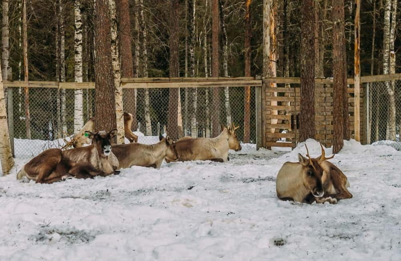 Rovaniemi: Trip to Ranua Zoo with Tickets - The Charm of Ranua Zoo in Winter