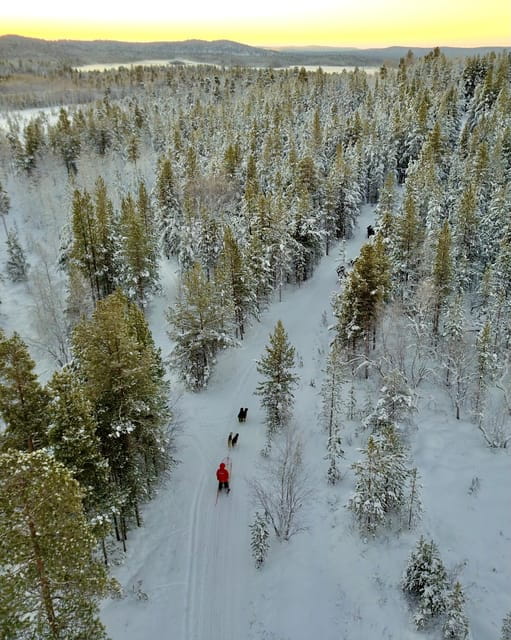 Saariselkä: Husky Safari with kennel visit - Who Will Love This Experience?