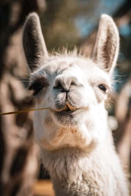 Salento: farm visit with local product tasting - Tasting Authentic Local Products