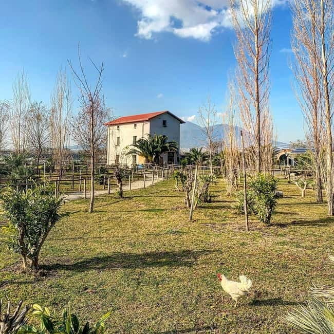 Salerno: Tomato Gastronomic Experience + Excursion to Pompeii - Who Will Love This Tour?