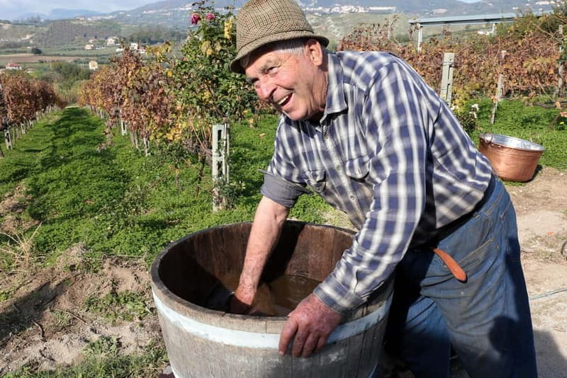 Salerno: Wine Tasting with Vineyard and Olive Grove Visit - Who Will Love This Tour?