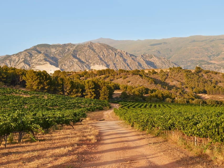 Salou: Siurana Castle and Cornudella Winery Tour - Who Will Love This Tour?