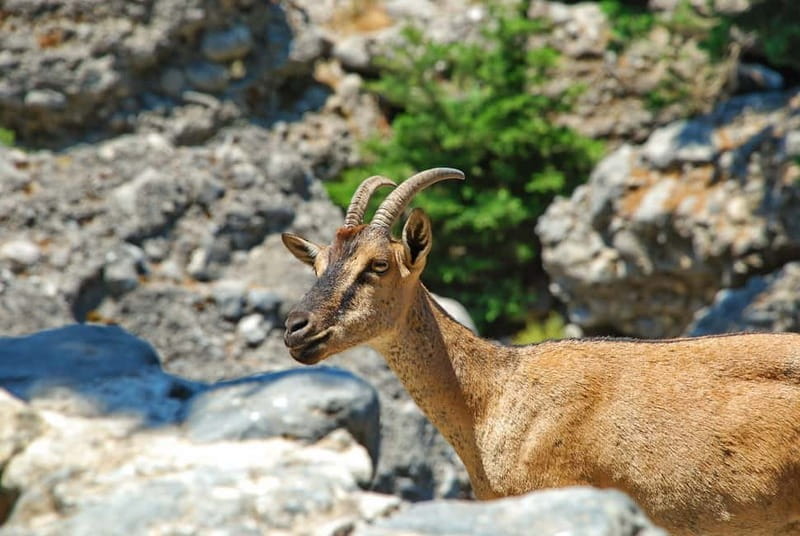 SAMARIA GORGE Full-Day Trip from CHANIA - FAQ