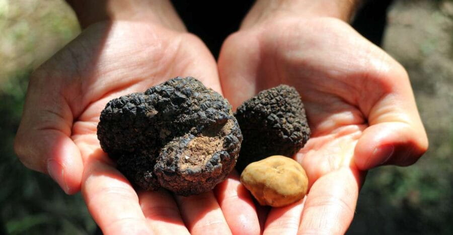 San Gimignano: Truffle Cooking Class with Wine Tasting - Price and Value