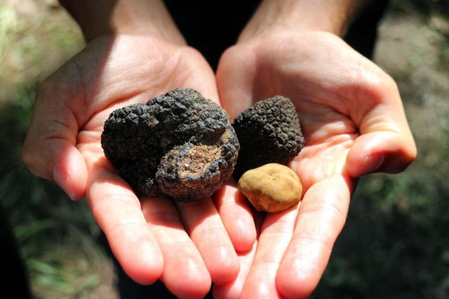 San Gimignano: Truffle Hunting with Lunch & Wine Tasting - Exploring Tuscany’s Hidden Treasures: The Truffle Hunt Experience