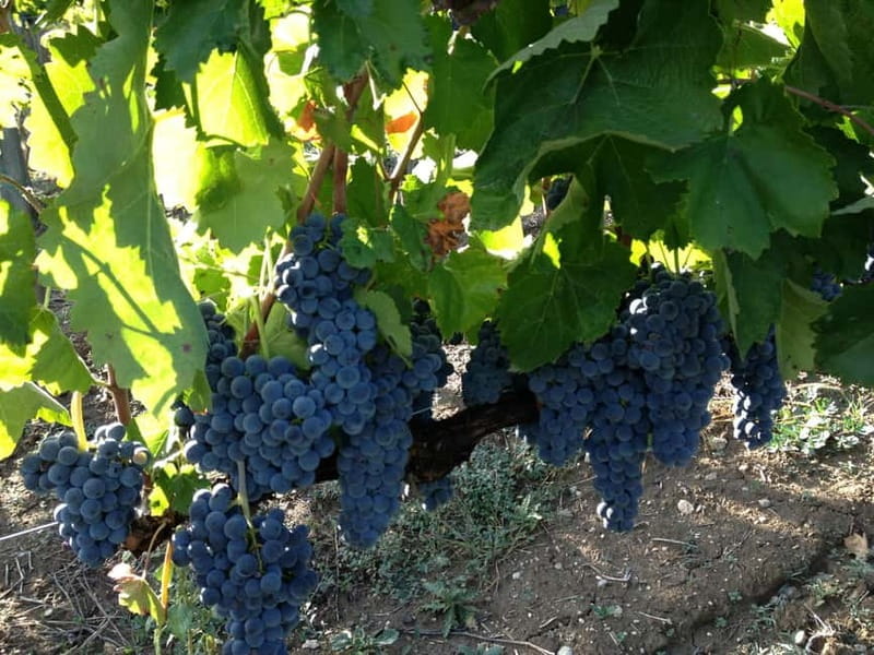 San Mango sul Calore: Wine Tasting Experience - Exploring the Vineyard and Estate