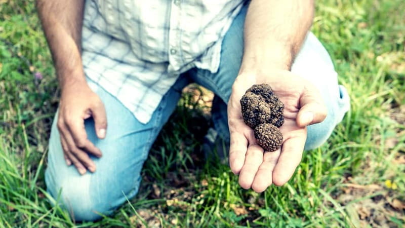 San Miniato: Truffle Hunting Experience - The Walk to the Forest: A Gentle 15-Minute Stroll