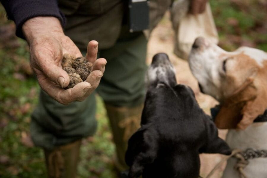 San Miniato: Truffle Hunting in The Tuscan Countryside - The Guides: Local Experts with Passion