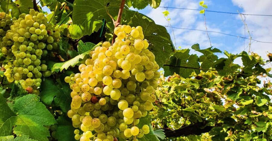 San Pietro di Feletto: Vineyard Tour with Cellar Visit - An Authentic Family-Managed Winery