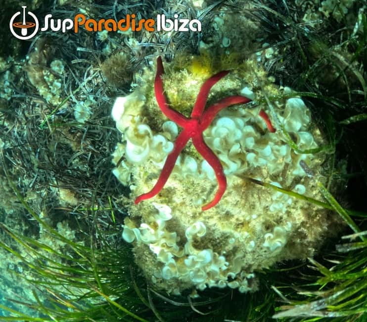 SANT ANTONI: ALL INCLUDED PADDLE SURF&SNORKEL TOUR BOAT - Who Will Love This Experience?