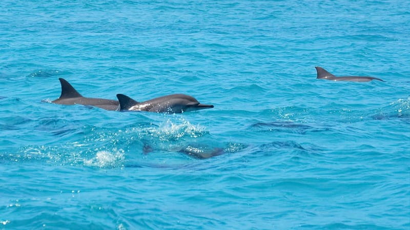 Santa Eulalia: Jet Ski Tour with Optional Dolphin Searching - Who Would Love This Experience?