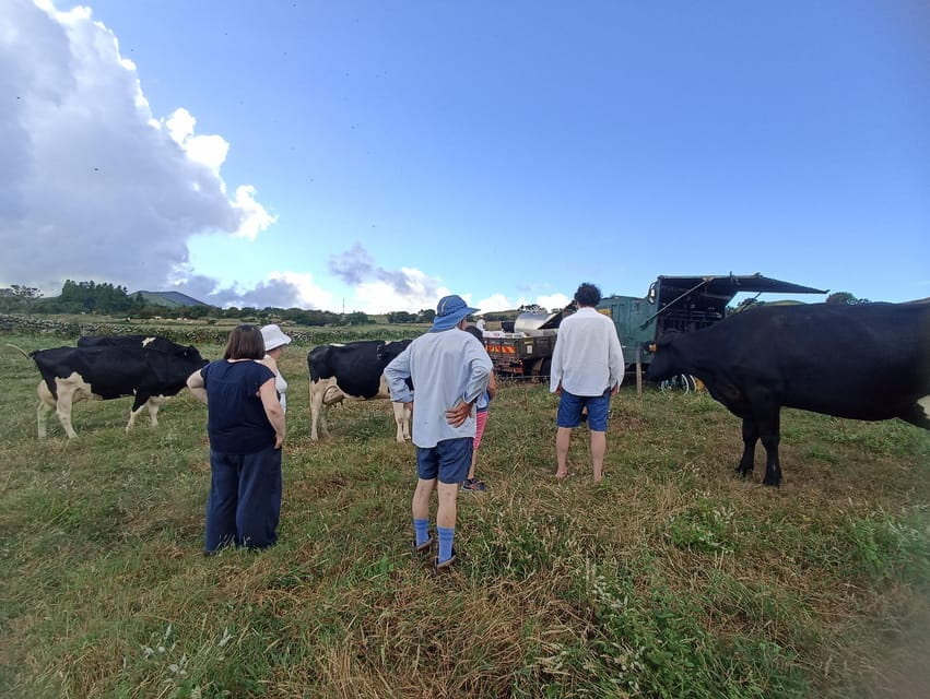Sao Jorge Cheese Tour - Half day - The Cheese Tasting Experience
