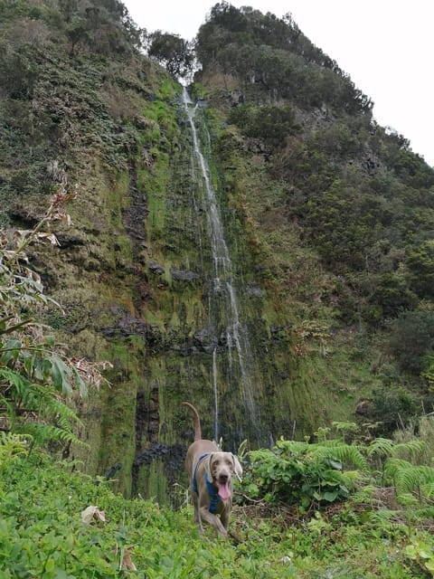 São Jorge: Fajã Camping and Hiking Tour - Price and Logistics: Is It Worth It?