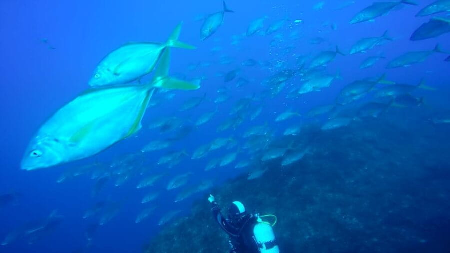 São Jorge: Scuba Diving - 2 Dives (Half Day) - The Itinerary in Detail: What Makes Each Stop Special