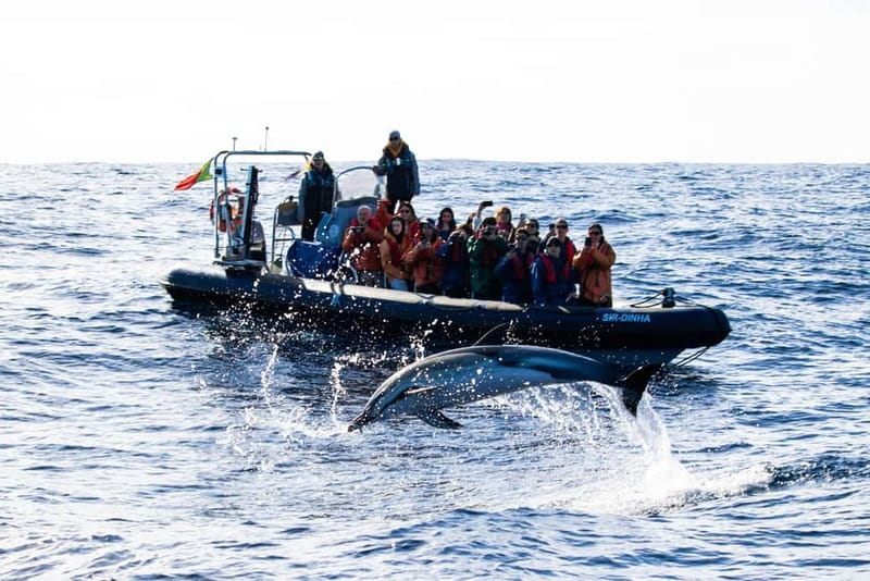 São Miguel: Whale-Watching Cruise with Marine Biologist - Who Will Love This Experience?