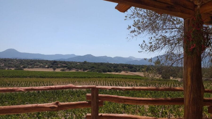 Sardinia: Dorgali Winery Tour with Tasting and Local Guide - Who Will Love This Experience?