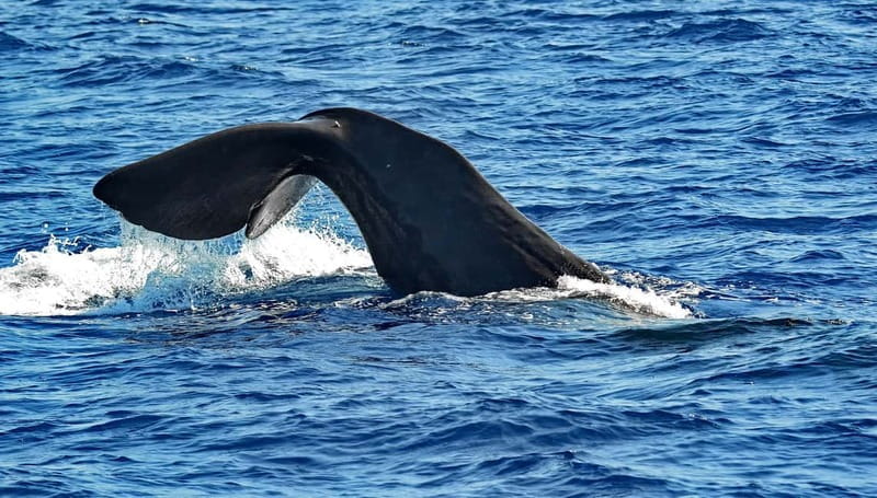 Savona: Pelagos Sanctuary Guided Cetacean Watching Tour - Wildlife Sightings: A Matter of Chance and Skill