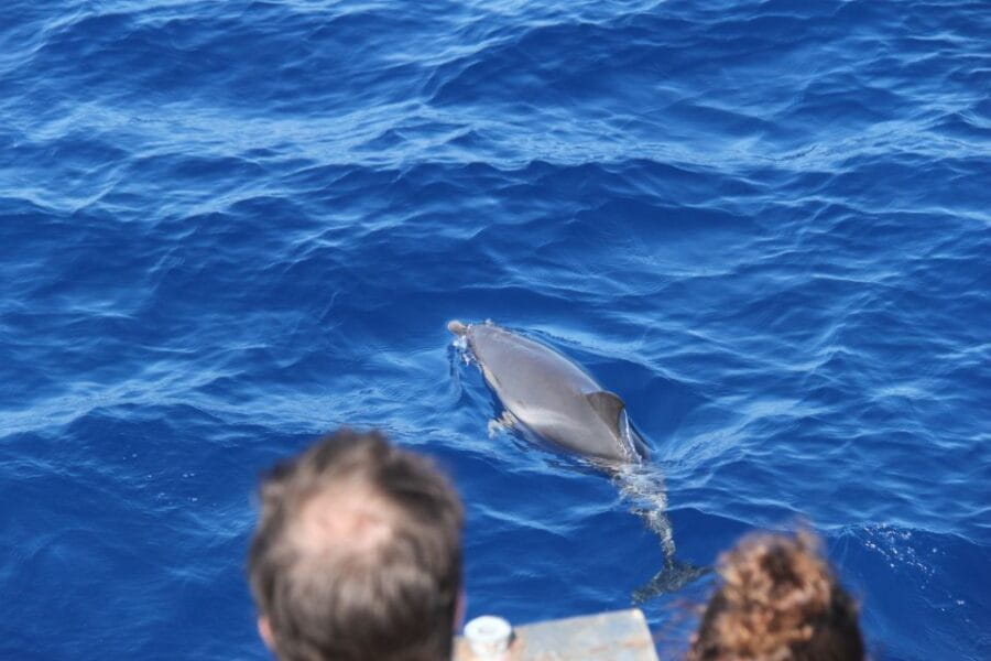 Savona: Pelagos Sanctuary Wildlife Cruise with Guide - Why This Cruise Is a Good Deal