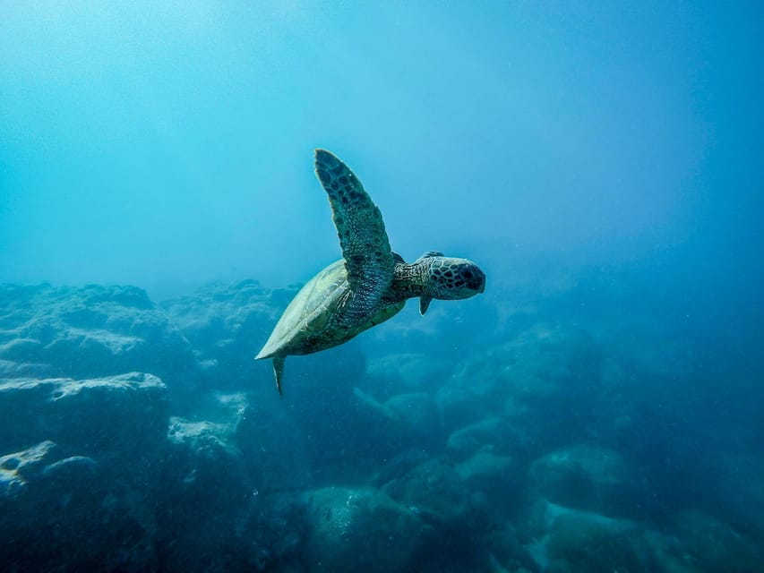 Scuba diving for beginners in crystal clear sea of Halkidiki - The Underwater Experience at Porto Valitsa Bay: What Youll See and Feel
