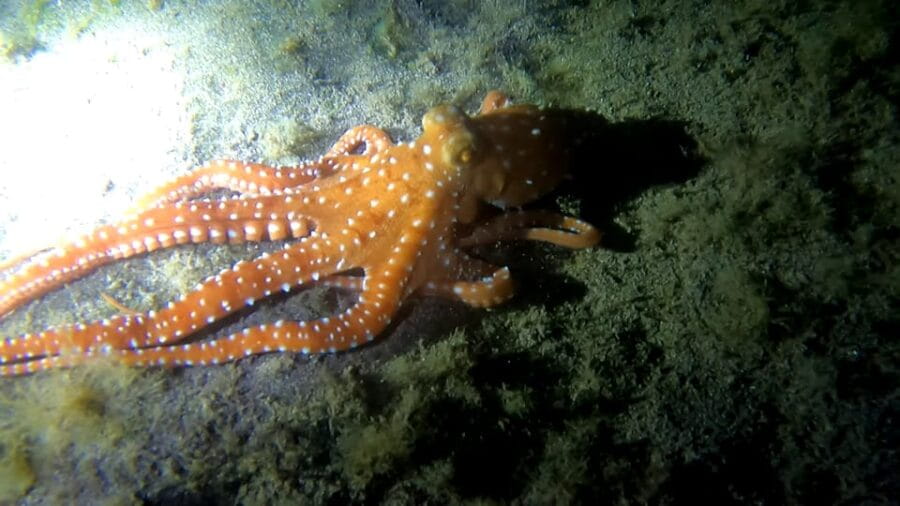 Scuba Night Dive for certified divers in Tenerife - How the Tour is Structured