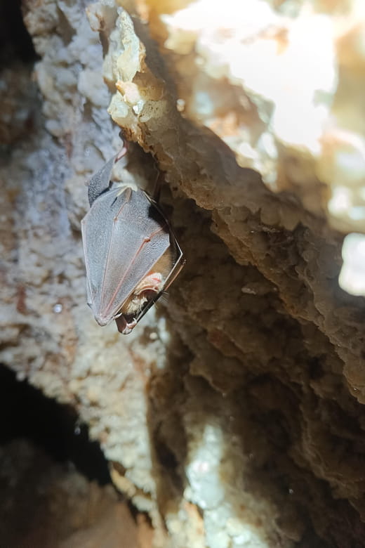 Serra dos Candeeiros: Alcobertas' Cave and the Natural Park - Final Thoughts: Is This Experience Worth It?