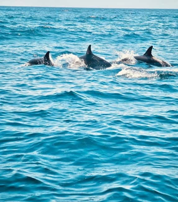 Sesimbra: Dolphin Watching Boat Trip - Who’s This Tour Best For?