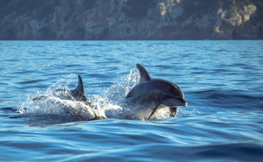 Sesimbra: Dolphin Watching with a marine biologist - The Sum Up