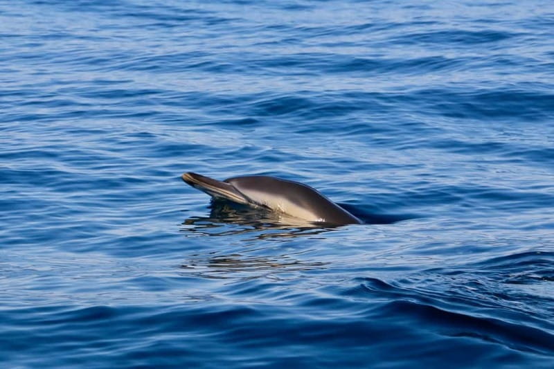 Sesimbra: Dolphin watching with marine biologist - Price and Value