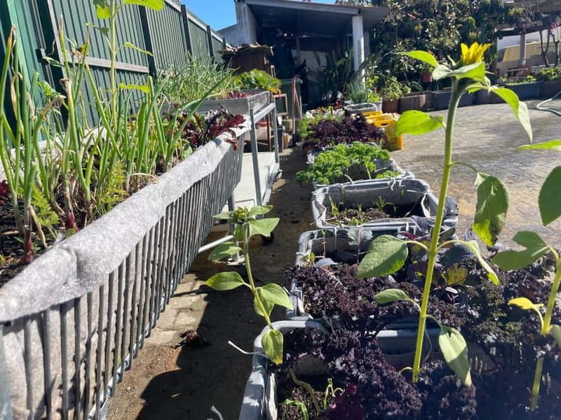 Sesimbra: Regional wood-fired food workshop with rural lunch - A Deep Dive into the Sesimbra Food Workshop