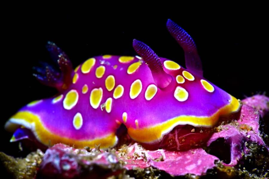 Sesimbra: Scuba Diving Experience for Beginners - What to Expect During Your First Scuba Experience