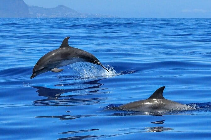 Setúbal Private Tour - Including Dolphin Watching - Price, Value, and Overall Impression