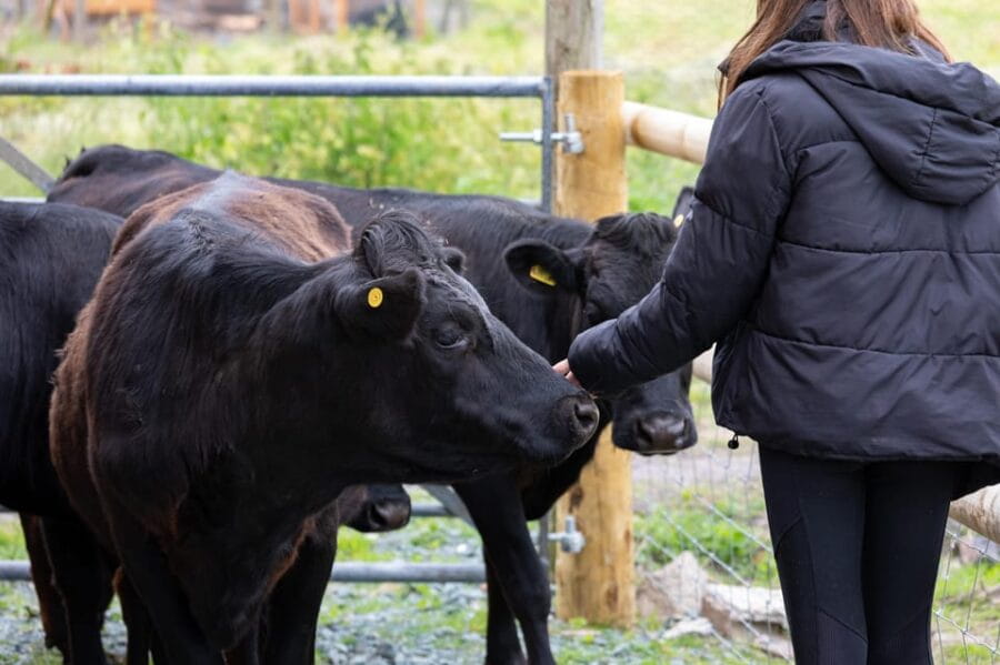 Shropshire: Meet the Mini Moos Cow Cuddling Experience - The Winter Experience: Logistics and Practical Tips