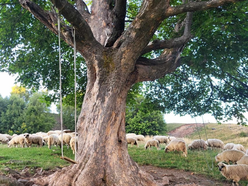 Sibiu: Cindrel Mountains Hike with Traditional Brunch - Itinerary Breakdown: What to Expect from Start to Finish