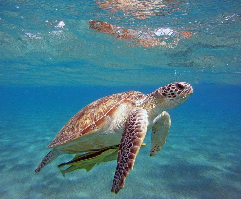 Side: Alanya Boat Tour to the Cleopatra Beach & Hidden Bays - Who this tour suits best