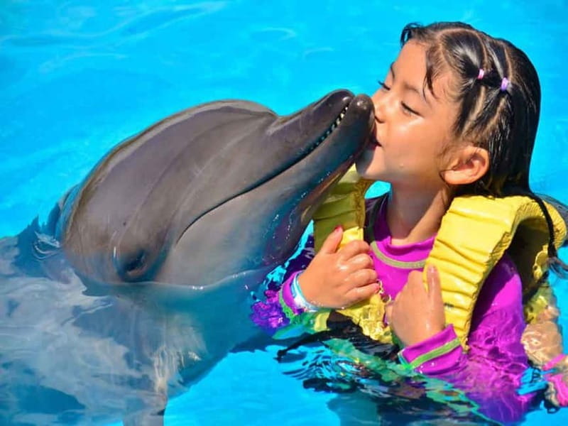 Side/Alanya: Swimming with Dolphins and Dolphin Show - Swimming with Dolphins: What It’s Really Like
