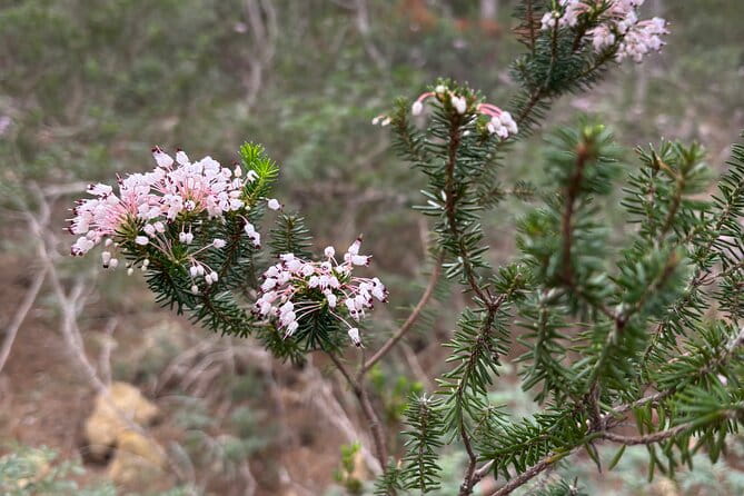 Sierra de Tramuntana hike with transportation and small picnic - Price and Logistics: Worth the Investment?