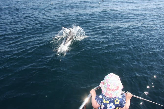 Sighting Dolphin Trip Estepona, Marbella - FAQ